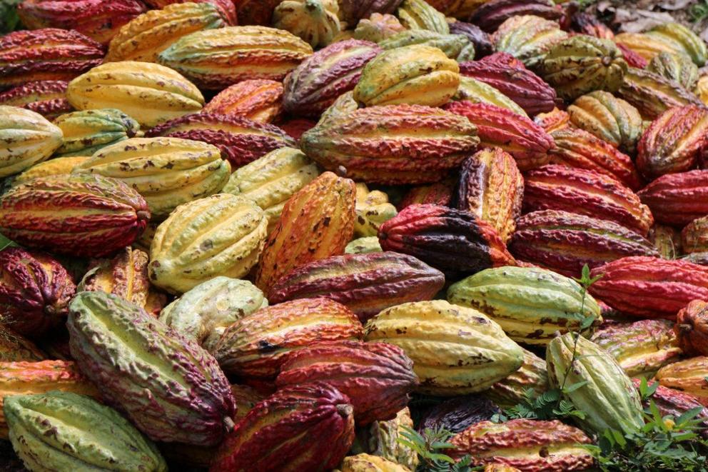 Cacao pods.