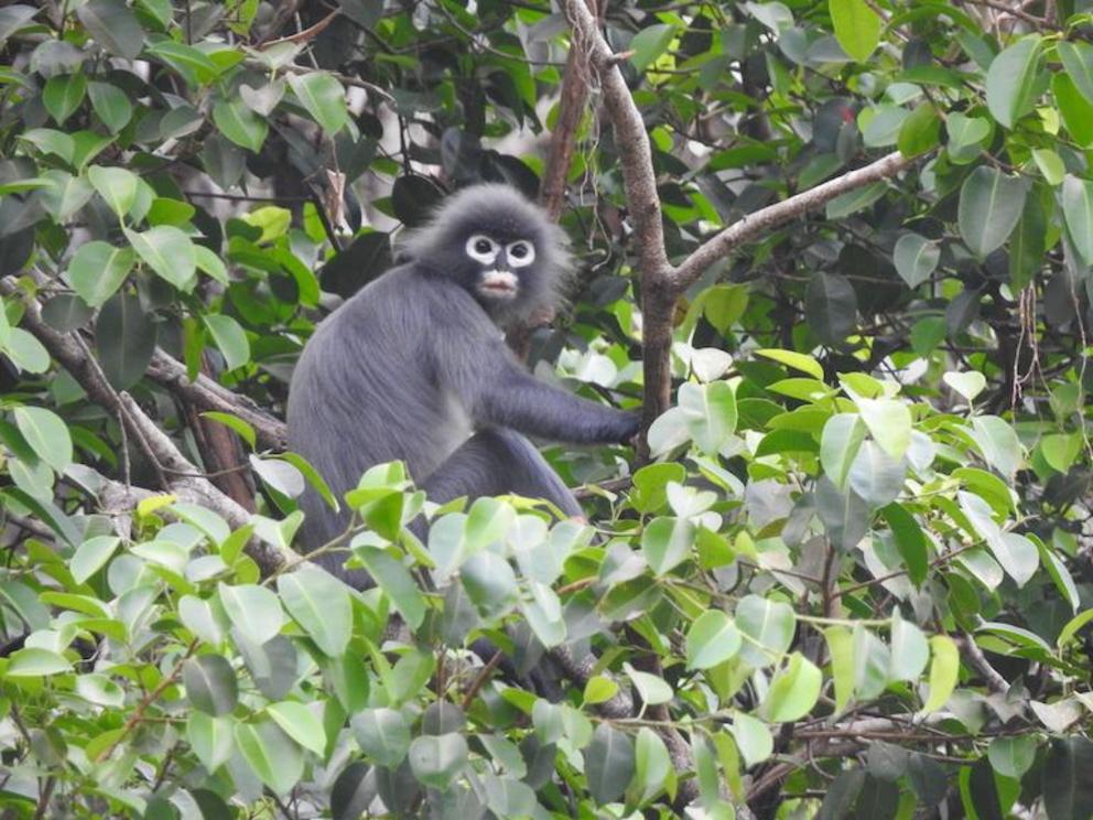 A Popa langur was recently described as a new species by a team of researchers.