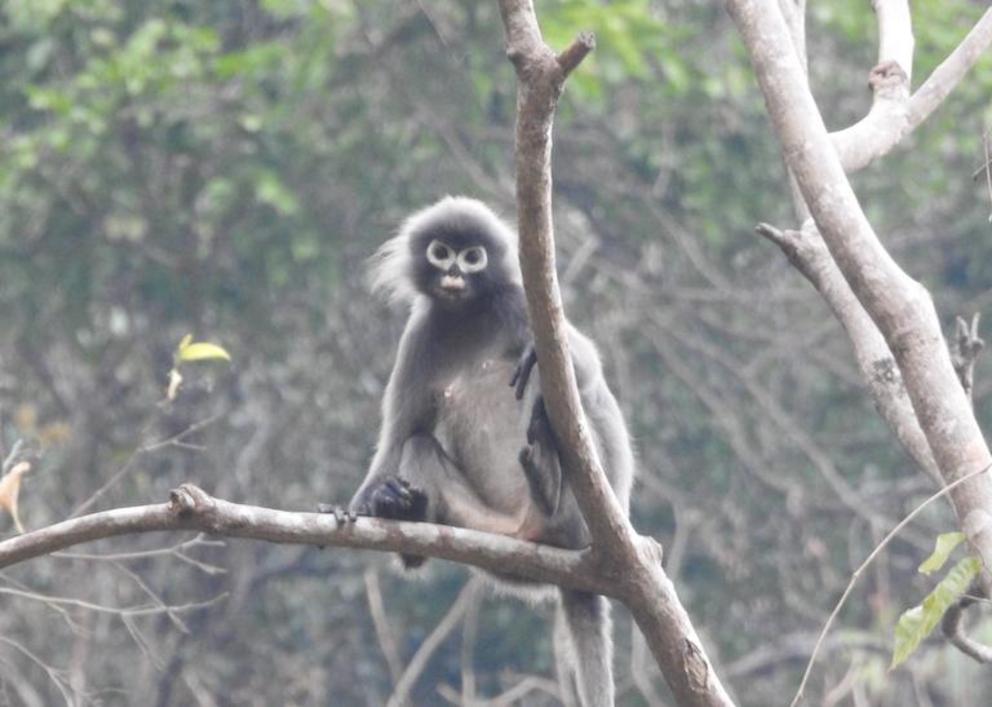 The largest population of Popa langurs is in Mount Popa National Park, Myanmar.