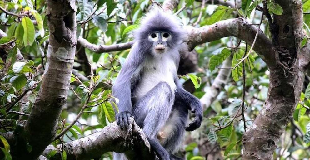 Popa langur is newest langur species in the genus Trachypithecus.