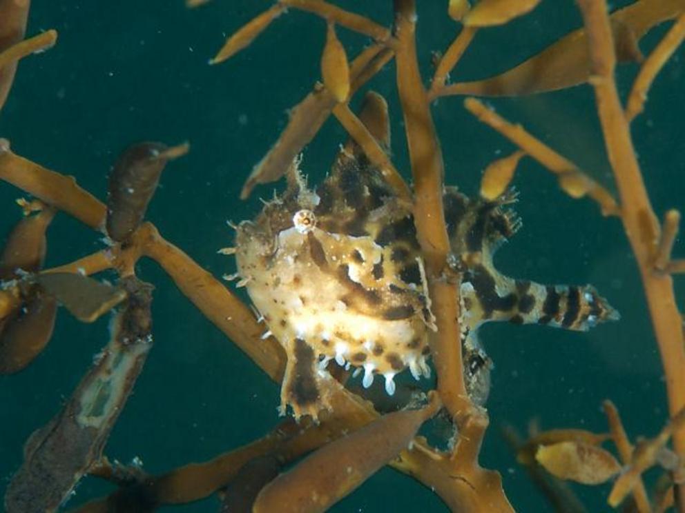 Pelagic sargassum hosts several rare species like this Sargassum anglerfish, and is the spawning ground for flying fish, marlin, and migratory eels.