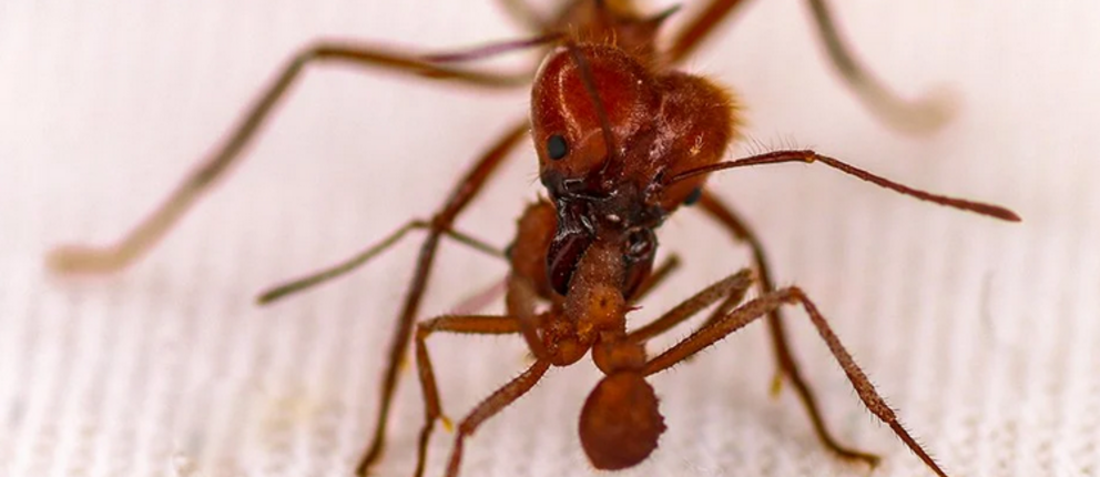 Atta (larger ant) fighting with Acromyrmex (the smaller ant) with 'armour'. (Caitlin M Carlson)