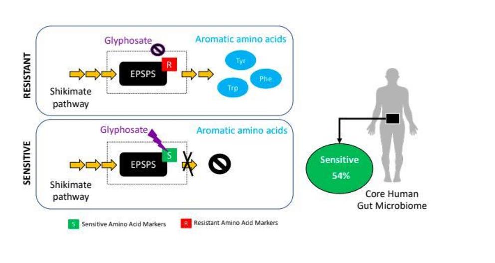 In glyphosate-sensitive bacteria, the EPSPS enzyme in the shikimate pathway is blocked by glyphosate and the essential aromatic amino acids are not produced. Glyphosate-resistant bacteria are not affected by the herbicide. In the human core gut microbiome