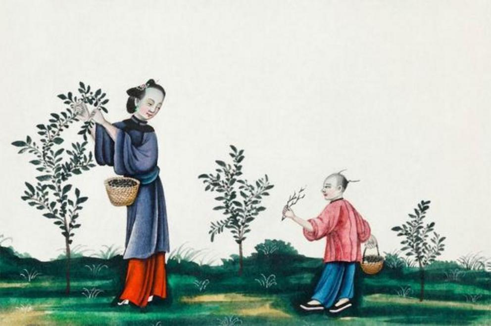 Chinese painting illustrating a mother and a son plucking tea sprouts (ca.1800–1899) from the Miriam and Ira D. Wallach Division of Art, Prints and Photographs
