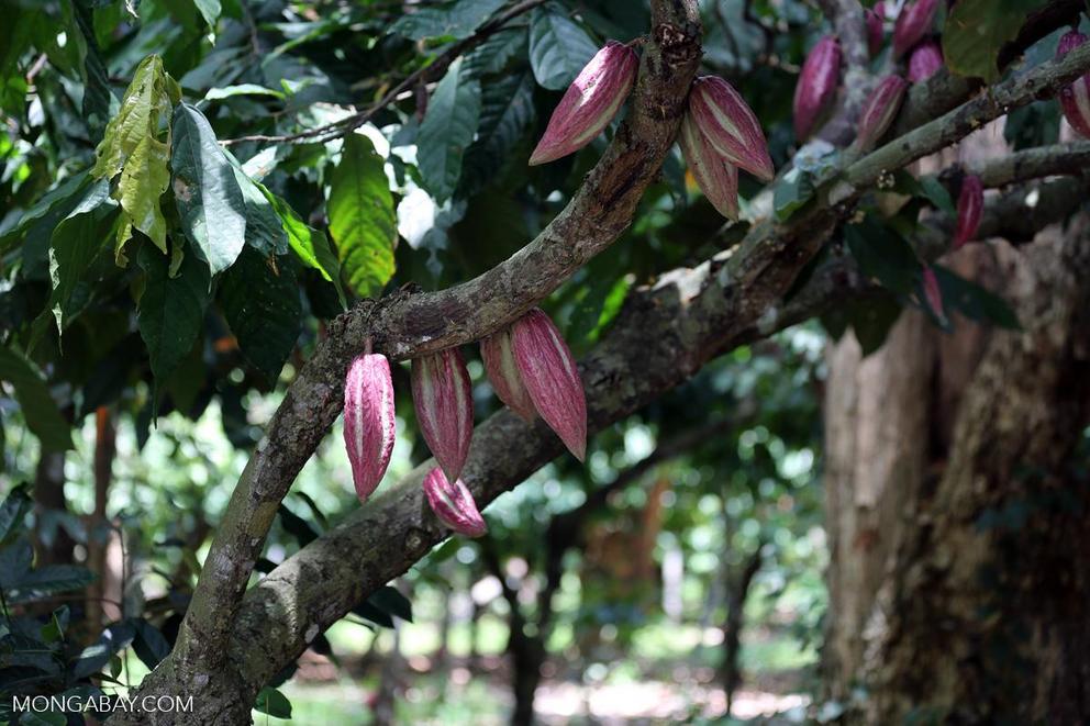 Cacao pods grow on trees in Madagascar.