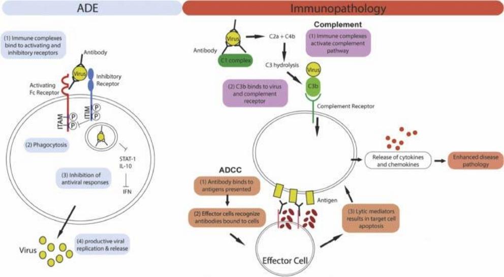 Figure 1: Mechanism of ADE and antibody mediated immunopathology. Left panel: For ADE, immune complex internalization is mediated by the engagement of activating Fc receptors on the cell surface. Co-ligation of inhibitory receptors then results in the inh