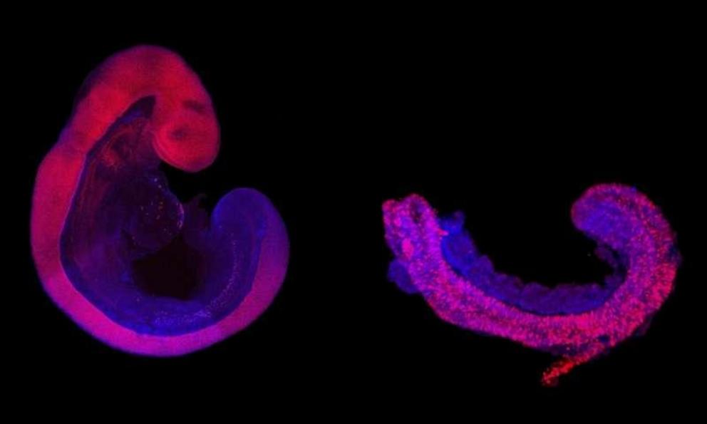 Comparison of nine-day-old mouse embryo grown in the womb (left) and a Trunk-Like-Structure (right). The neural tube, that eventually makes the spinal cord, is colored in pink. All other tissues, including the somites, which eventually form bone, muscle a