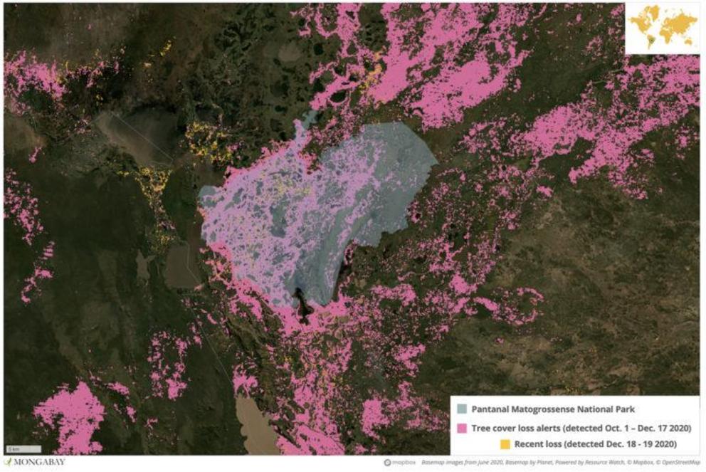 Satellite data show huge areas of tree cover loss in Pantanal Matogrossense National Park following the latest spate of wide-ranging, out-of-control wildfires.