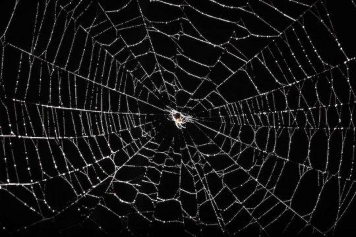 Spiders in space: Without gravity, light becomes key to orientation ...