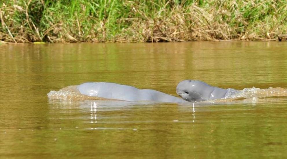 Young Irrawaddy dolphins can be identified by the fetal folds in their skin. About five calves are born in the Mahakam River each year.