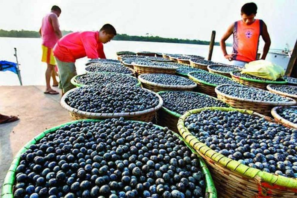 Harvesting açaí in Pará. A study in Abaetetuba municipality found that traditional agroextractivist livelihoods bring in an annual income of R$36.6 million (US$16.6 million).