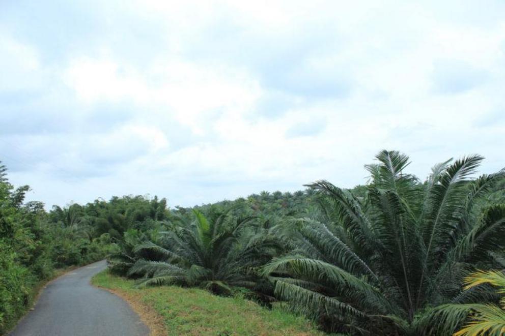 Oil palms in San Lorenzo.