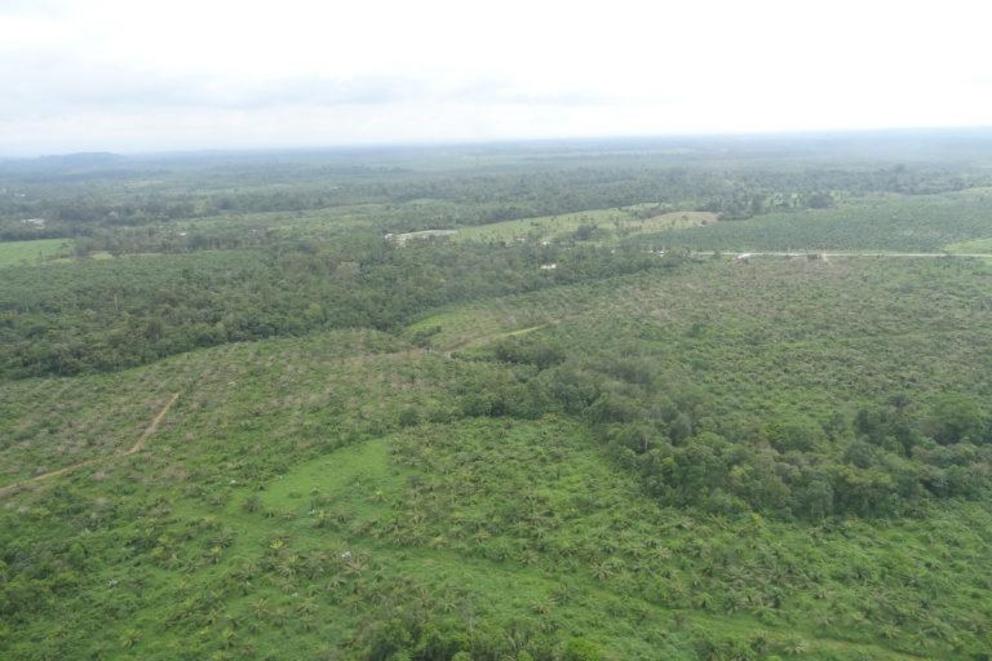 Oil palm is one of the drivers of deforestation in the province of Esmeraldas.