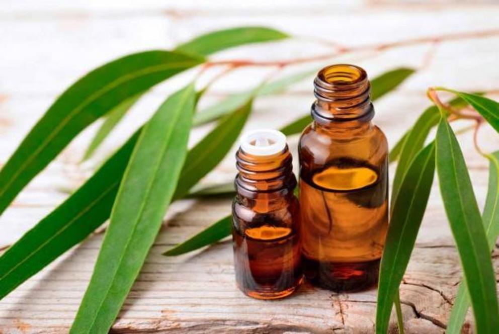 Eucalyptus essential oil is used in Ayurvedic medicine to help drain mucus congestion.