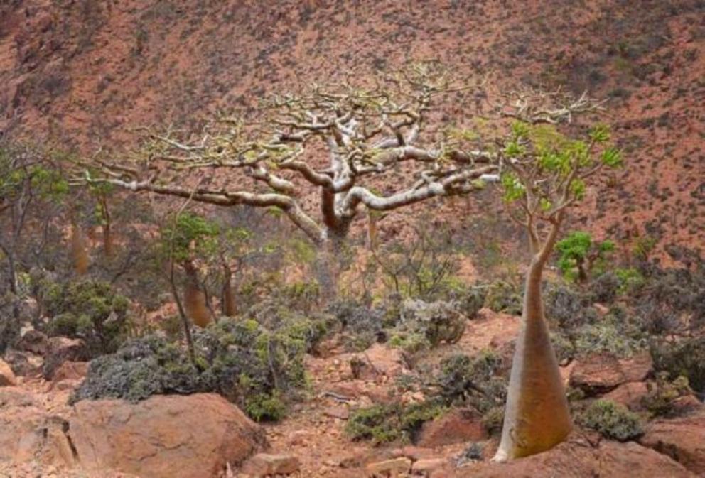 Frankincense tree, Yemen.