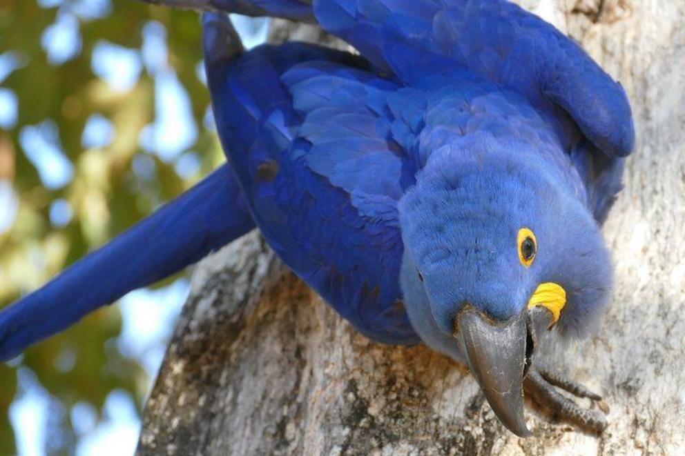 Hyacinth macaws (Anodorhynchus hyacinthinus) are the largest flying parrots in the world. They’re listed as Vulnerable by the IUCN and exist predominantly in only three isolated populations in South America – one of which is in the Pantanal.