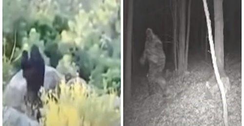 newest sasquatch sightings video photo