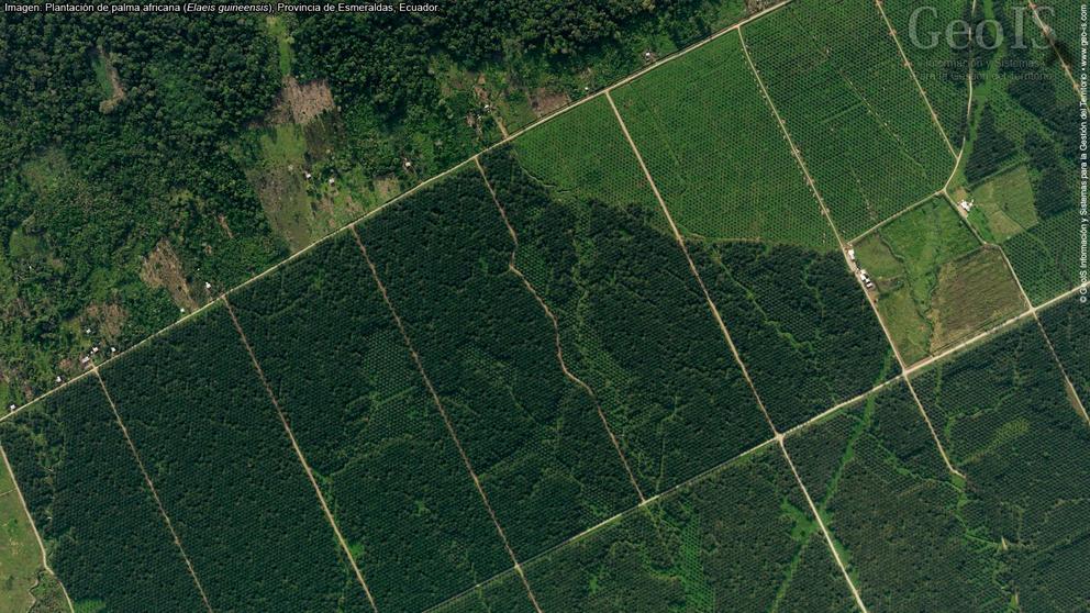 Satellite image taken of oil palm plantations to analyze changes in plant cover in San Lorenzo.