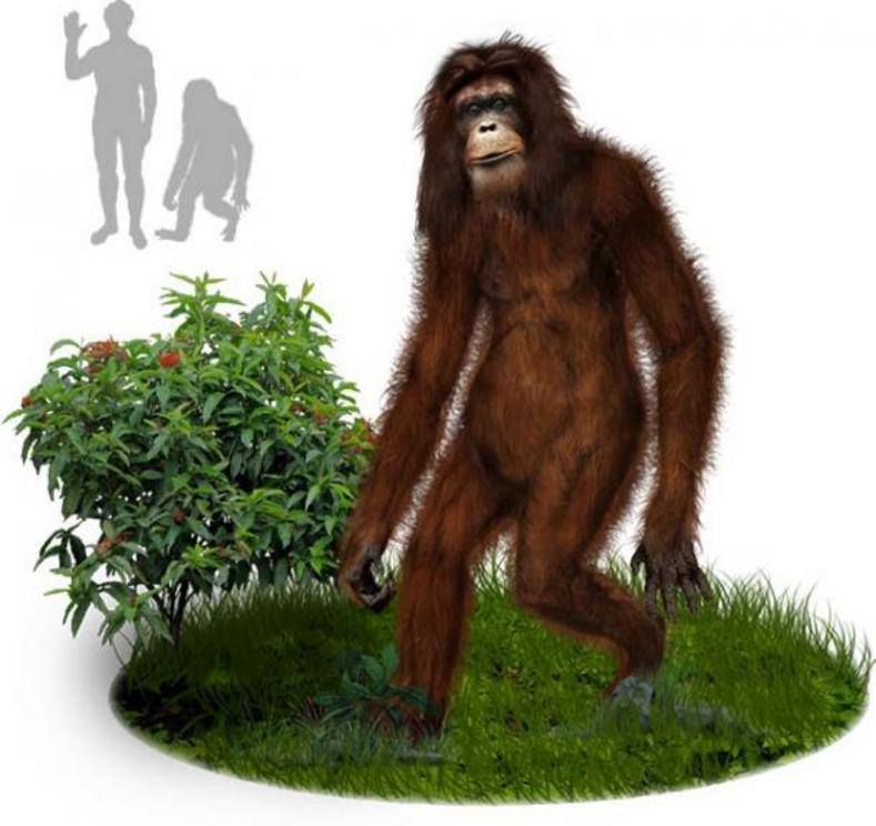 An artist's impression of what an Orang Pendek little person might look like, which in this case is more primate that humanoid.