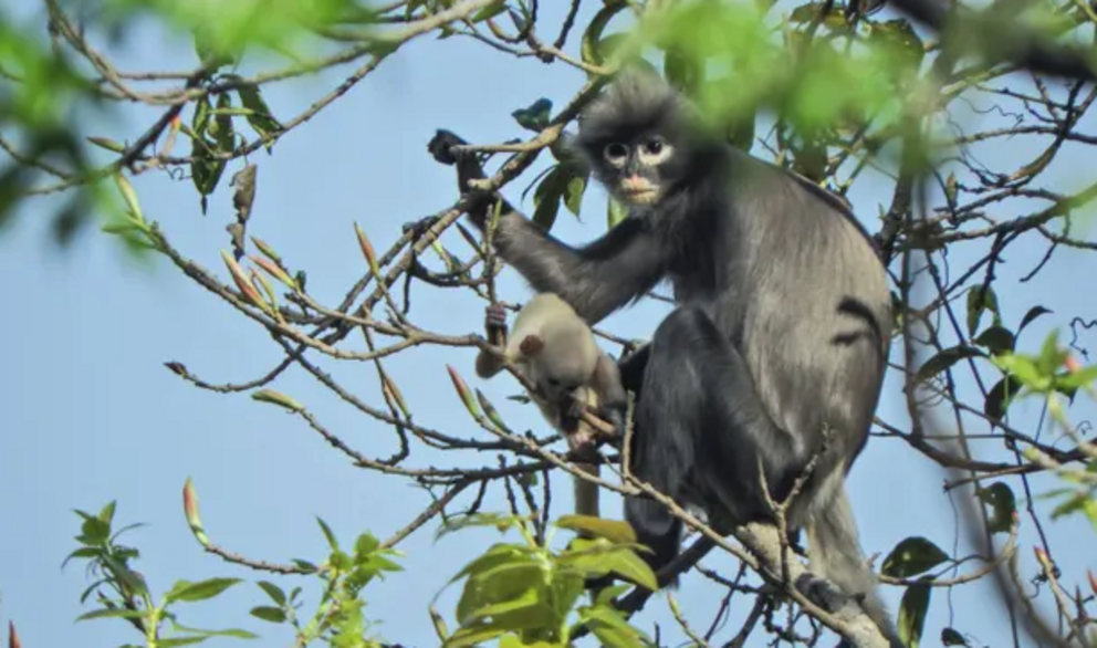 The newly described Popa langur. Photograph: Thaung Win/German Primate Center/AFP/Getty Images