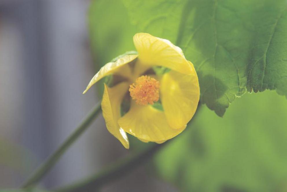 The wild yellow fatu flower (Abutilon pitcairnense) is now considered extinct in the wild, but lives on at the Kew Royal Botanical Gardens.