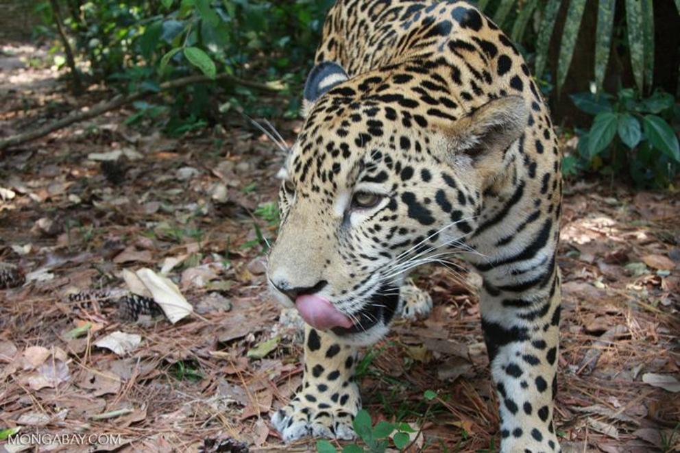 The Pantanal is home to the home to the world’s second largest population of jaguars (Panthera onca).