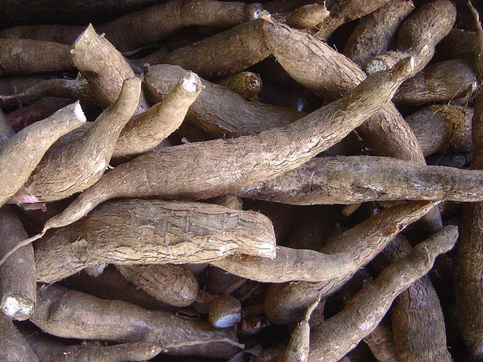 Cassava, also called yuca, is an important global food crop that cannot be stored using seeds.