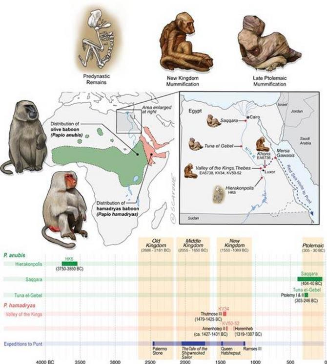 Egypt lies well beyond the distributions of P. anubis and P. hamadryas, and there is no evidence of natural populations in Egypt during antiquity. The remains of baboons in Egypt are therefore interpreted as evidence of foreign trade.