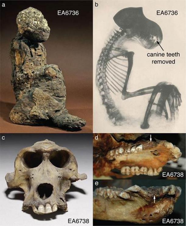 The British Museum holds two mummified baboons with New Kingdom attributions. C. D.E. are images of the 3,300-year-old baboon skull.