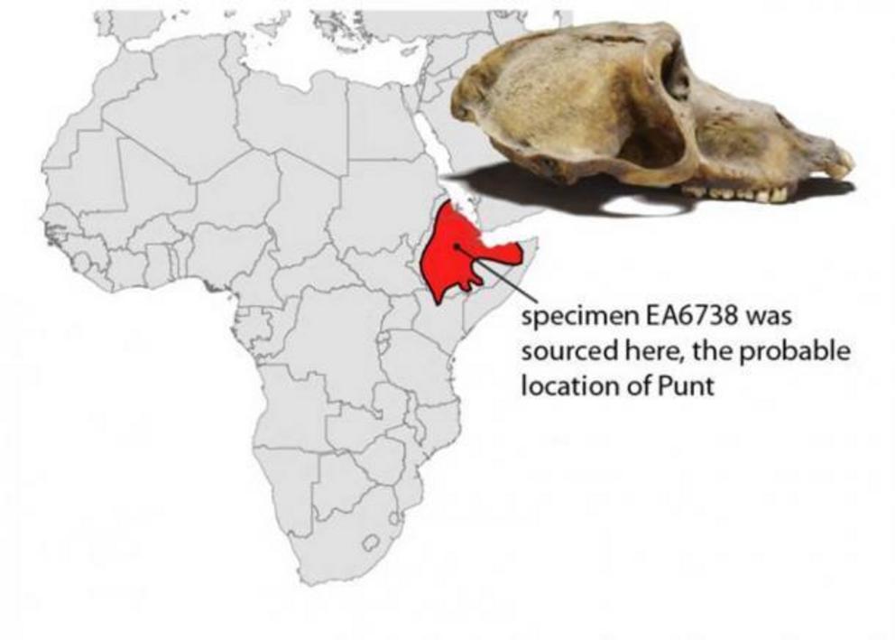 Map of Africa and skull of a mummified baboon recovered from ancient Thebes (modern-day Luxor) and now accessioned in the British Museum. Isotopic analysis indicates import from somewhere in the red shaded region, a likely location for the fabled land of 