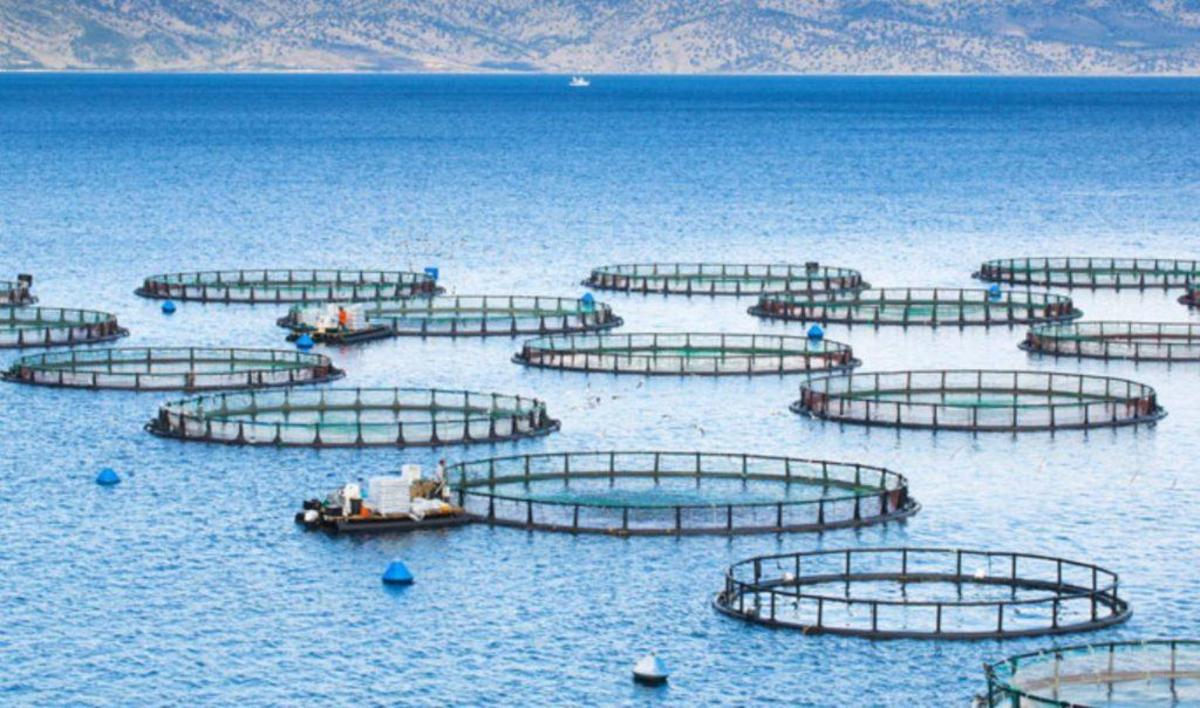 The high cost of salmon farming - Nexus Newsfeed