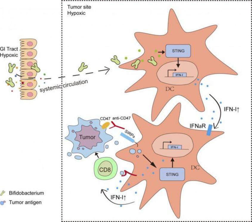 This diagram shows the immune signaling pathways activated by Bifidobacteria after they migrate into tumors from the gastrointestinal tract. This enhances the response to immunotherapy with anti-CD47 antibodies.