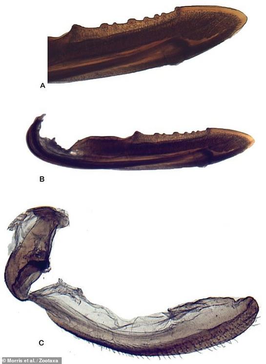 To tell individual species of bugs apart, entomologists rely on the identification of characteristic differences in head and body shapes, leg and body hairs and genitalia. Pictured, the 'strange' sex organs of Kaikaia gaga, seen in close-up