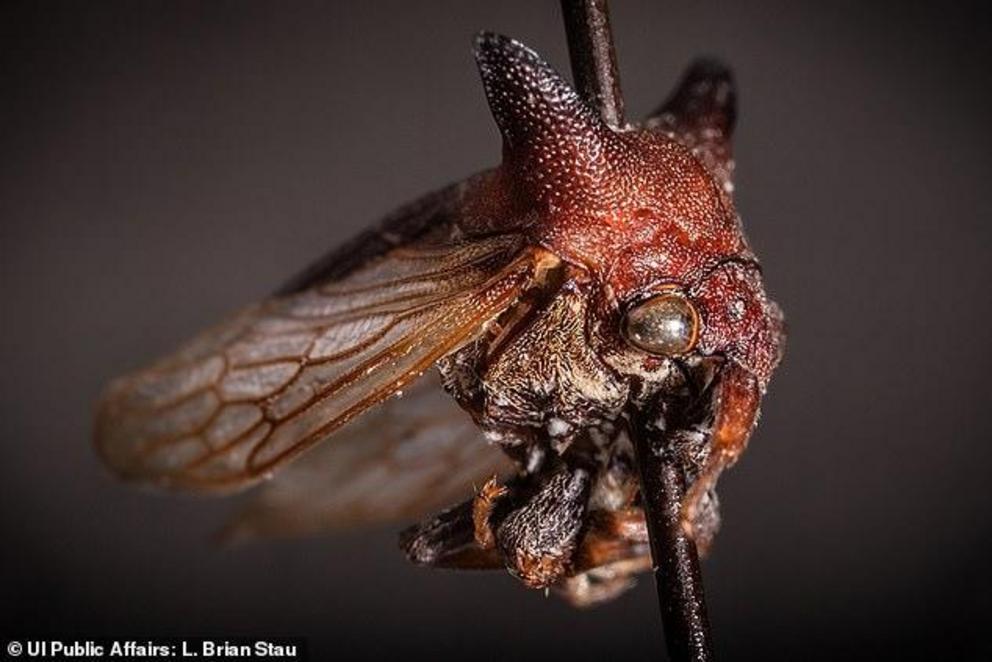 A 'wacky' species of bug with 'strange sex organs' and spiky horns has been named after the pop star Lady Gaga. Pictured, the specimen of Kaikaia gaga, which was found in Nicaragua