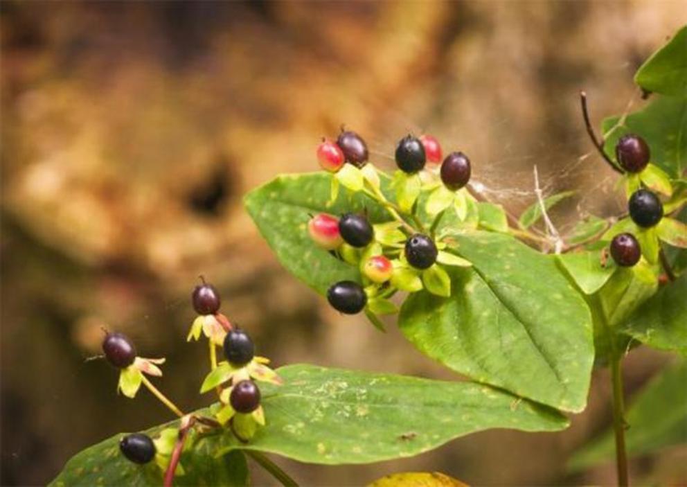 Leaves and berries of the Deadly Nightshade plant, Atropa belladonna.