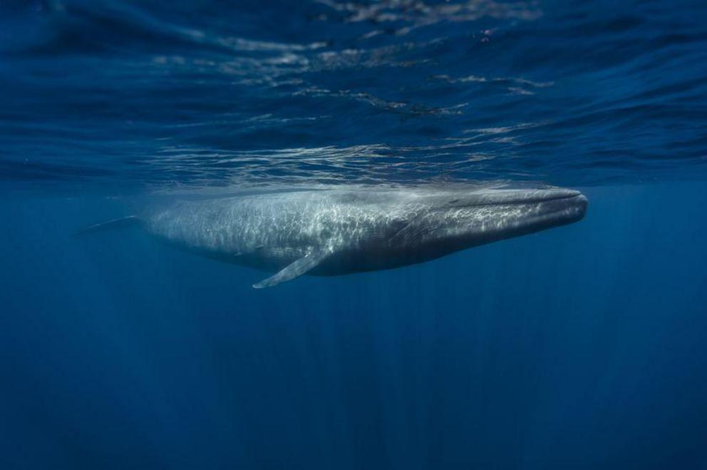 Blue whales were abundant in Antarctic waters until whalers set up shop there in 1926 and later.