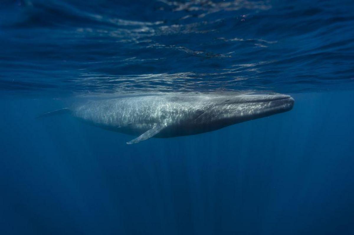 Antarctic blue whales make 'unprecedented' comeback - Nexus Newsfeed