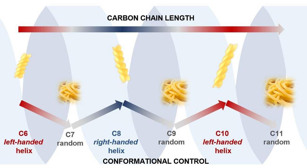 The image shows how the conformation (shape) of our carbon chains alternate between ordered and chaotic structures as the carbon chain alternates between having even and odd numbers of atoms. Credit: University of Bristol