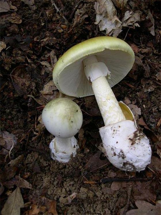 Death Cap mushrooms.