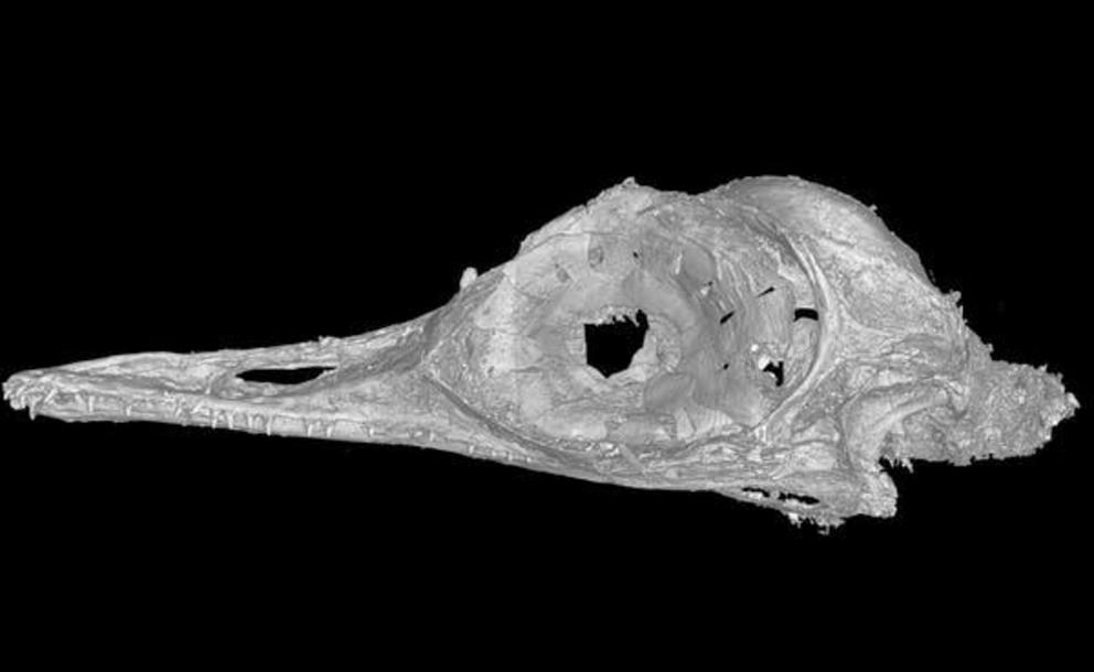 This high-resolution scan allowed us to see the intricacies of a bone structure unlike any before seen in birds or dinosaurs.