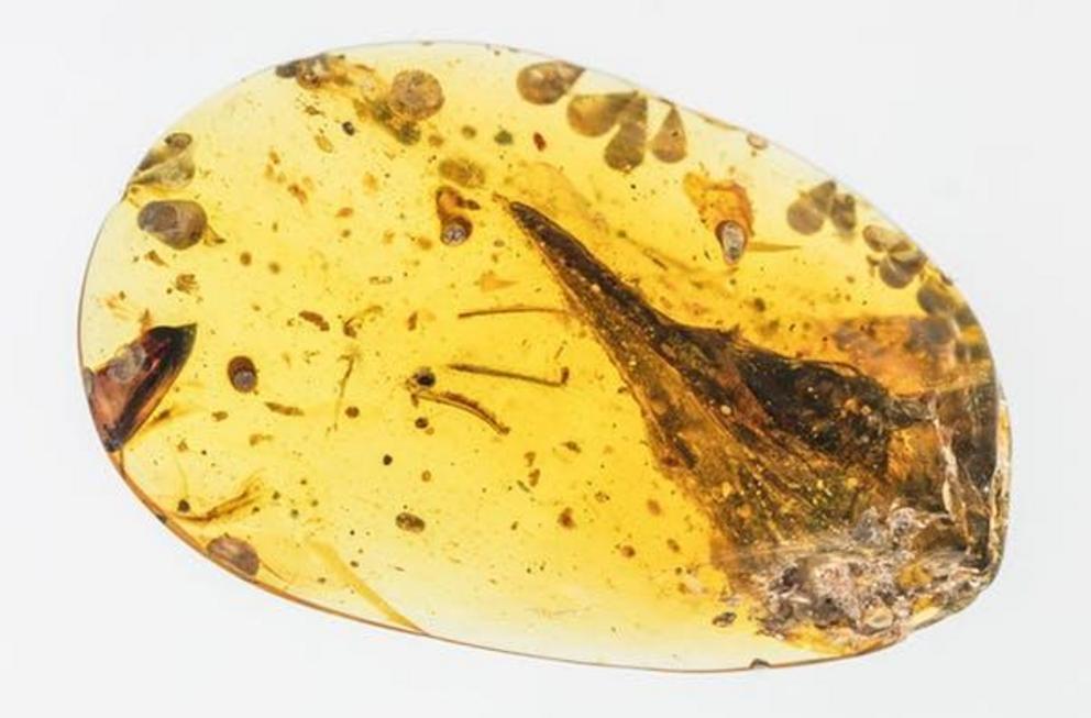 The piece of amber measures only 1.25 inches (31.5 millimeters) in length. The skull is a mere 0.6 inches