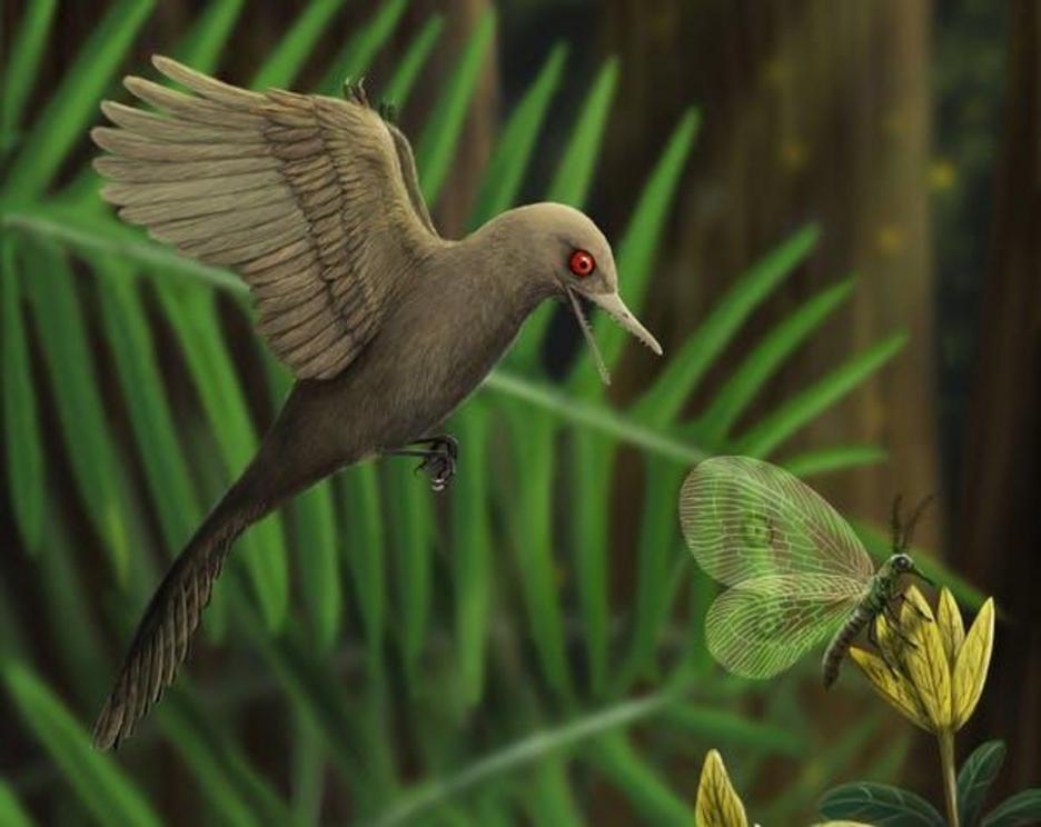 Tiny Oculudentavis may have occupied a unique ecological niche in the ancient world.