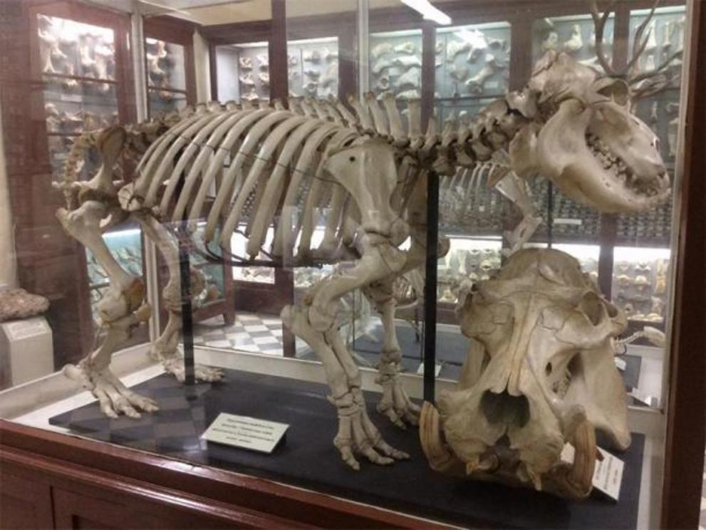 Skeleton of a Maltese hippopotamus found in Ghar Dalam.