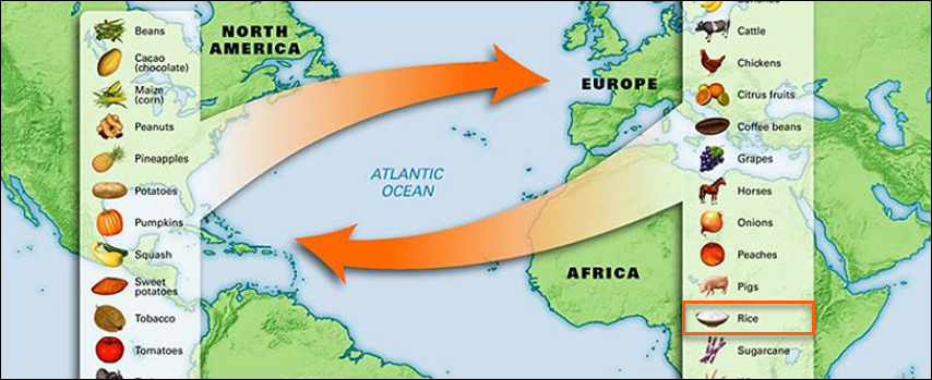 Колумбов обмен. Продукты привезенные из Америки в Европу. Продукты завезенные из Америки в Европу. Культурные растения привезенные из Америки в Европу.
