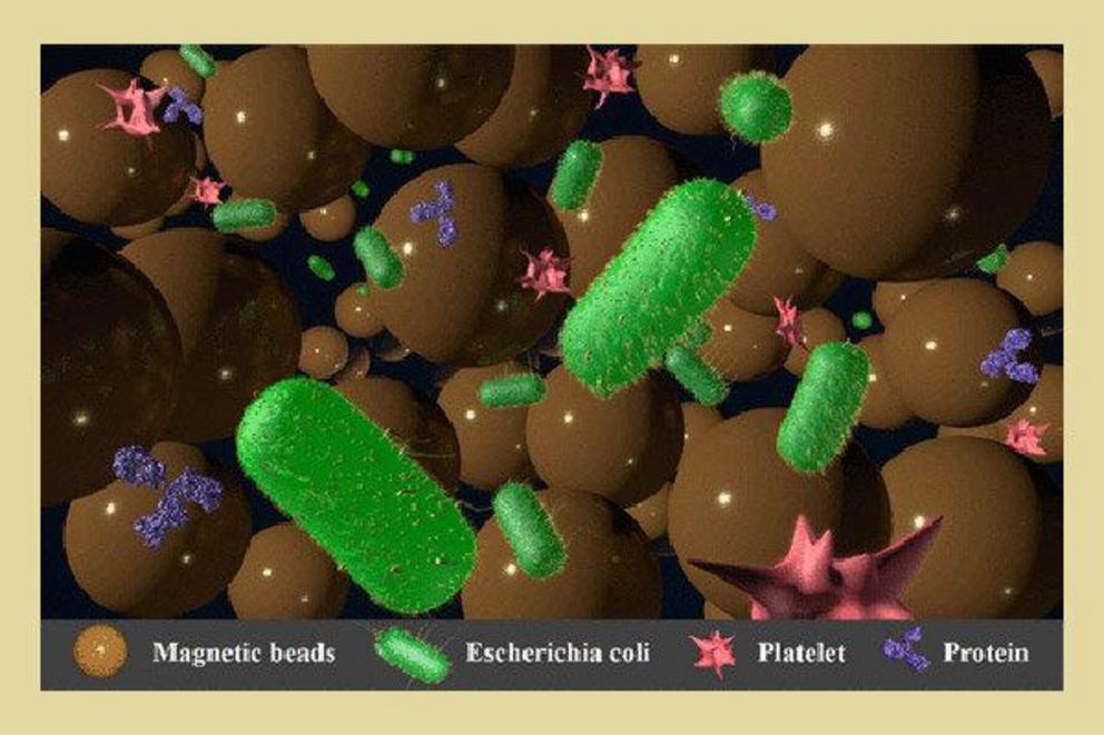 An enlarged image of the different bioparticles found in a specimen including the micro-beads to better isolate bacteria. Credit: Rochester Institute of Technology