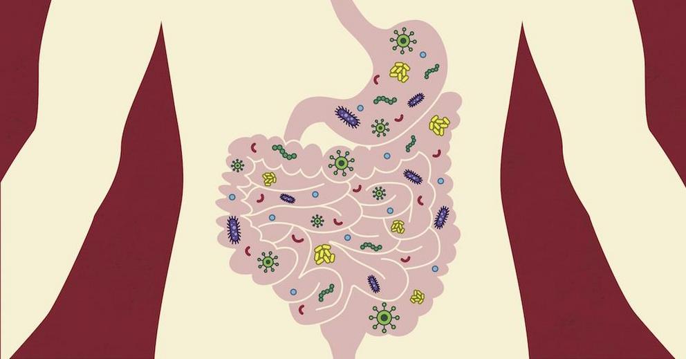 An illustration of gut microbes.