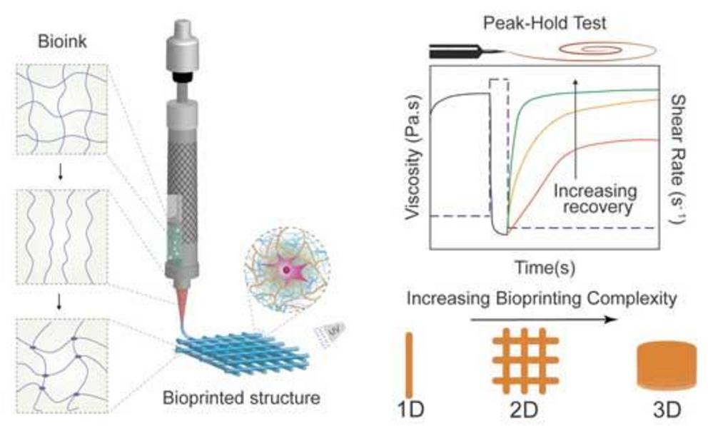 Extrusion-based 3D bioprinting is an emerging additive manufacturing approach for fabricating cell-laden tissue engineered constructs.