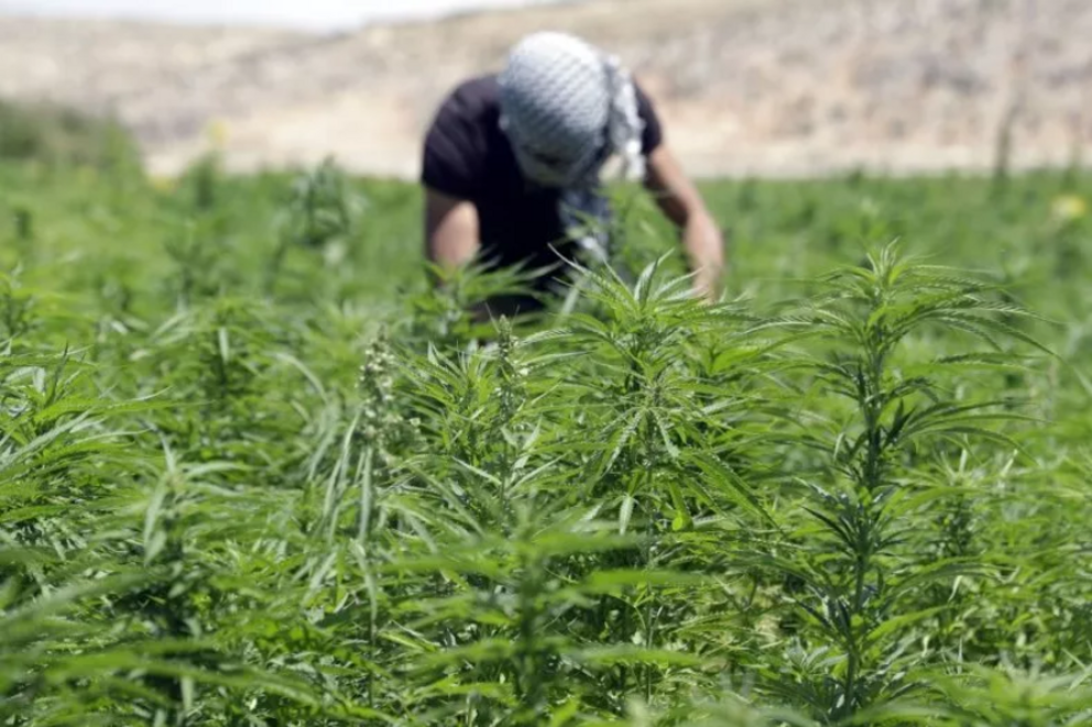 Cannabis plantation in Lebanon's eastern Bekaa Valley.