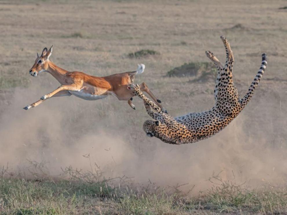 Patience was the key to capturing this action shot of a cheetah hunting in Maasai Mara National Reserve, Kenya. Taken by amateur Chinese photographer Yi Liu, it won the Terrestrial Wildlife category.