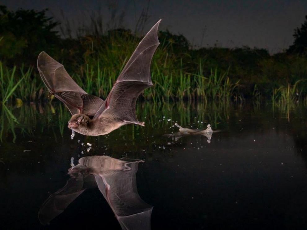 Titled A Sip, this extraordinary picture of a bat swooping in for a drink in Gorongosa National Park, Mozambique won the Winged Life category. Photographer Piotr Naskrecki, from Cambridge in the United States, is an entomologist, conservation biologist, a
